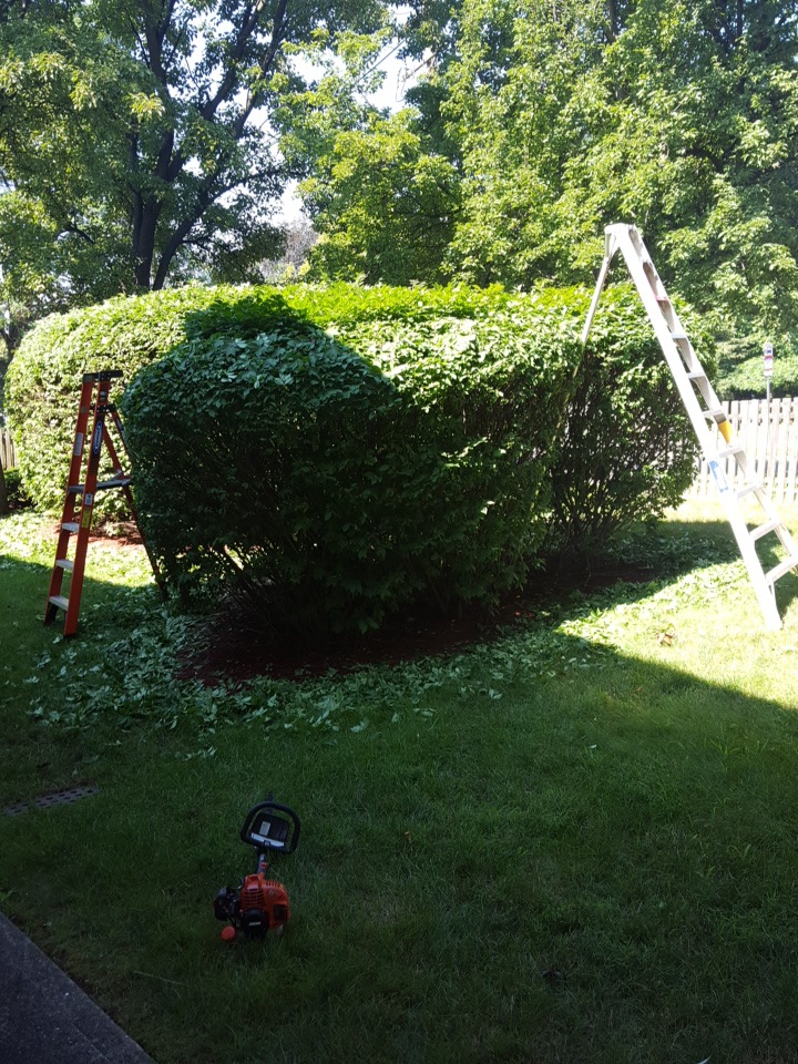 Wayne nj shrub trimming